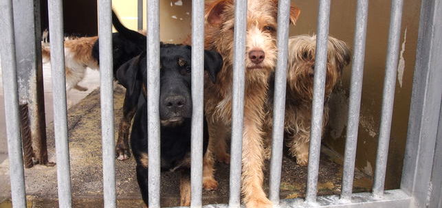 Perros en el albergue de Ba&ntilde;aderos.