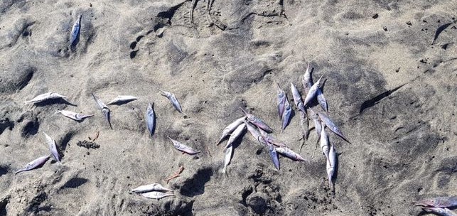 Peces trompeteros varados en Maspalomas, en el sur de Gran Canaria.