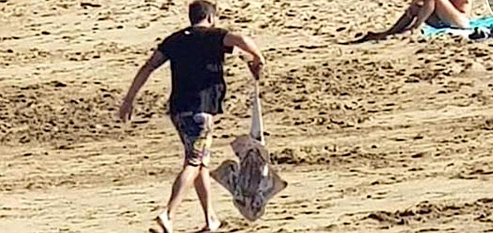 El furtivo fue grabado  mientras destripaba al animal