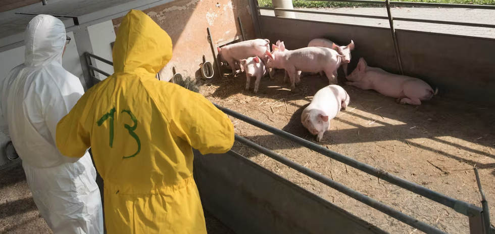 Veterinarios inspeccionan una granja de cerdos. Shutterstock / elmar gubisch