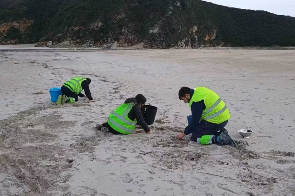 Voluntarios recogiendo pélets de plástico en la playa de Barrañán, en Arteixo (A Coruña, Galicia). RTVE