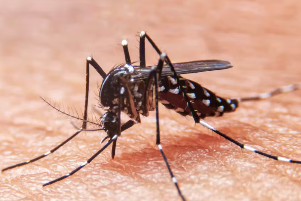 El virus del dengue se transmite por la picadura de mosquitos infectados del género ‘Aedes’. Witsawat.S/Shutterstock