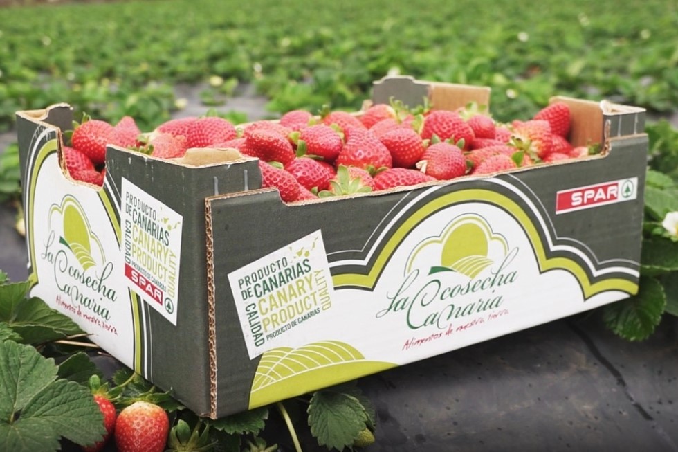 Los clientes de SPAR Gran Canaria ya pueden comprar las fresas de Valsequillo, con la garantía de calidad que da la marca La Cosecha Canaria de SPAR