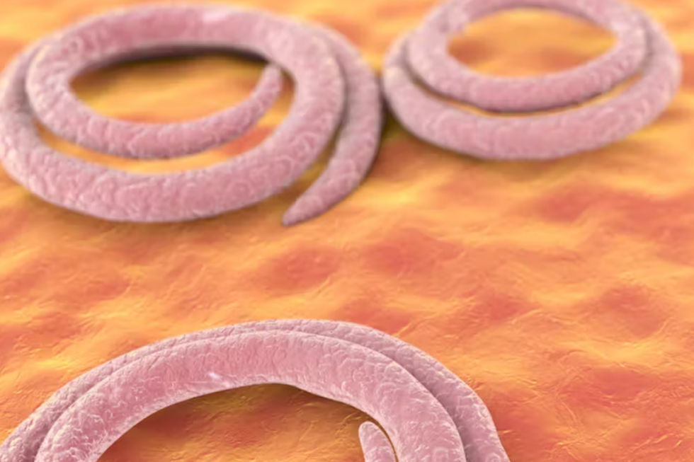 Parásitos de la especie ‘Trichinella spiralis’, principal causante de la triquinosis. Kateryna Kon/Shutterstock