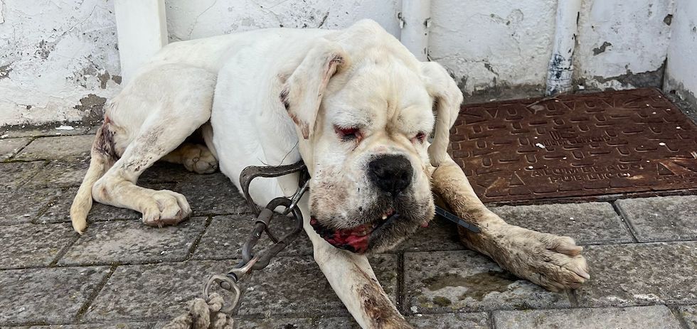 El bóxer hallado presentaba anomalías y en estado de deshidratación