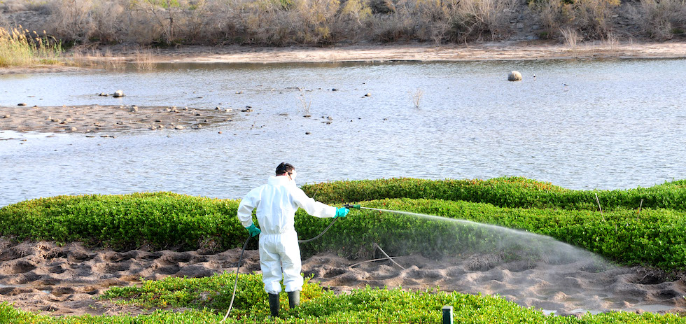 Fumigación en la Charca de Maspalomas.