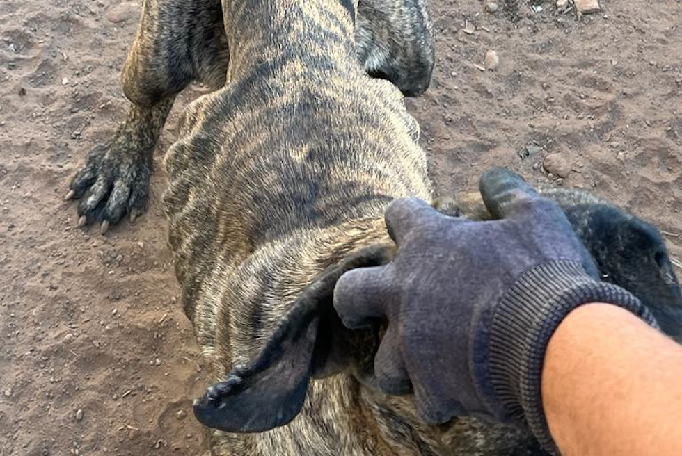 Denuncian a 2 personas por maltrato a un perro presa canario en Santa Lucía | GUARDIA CIVIL