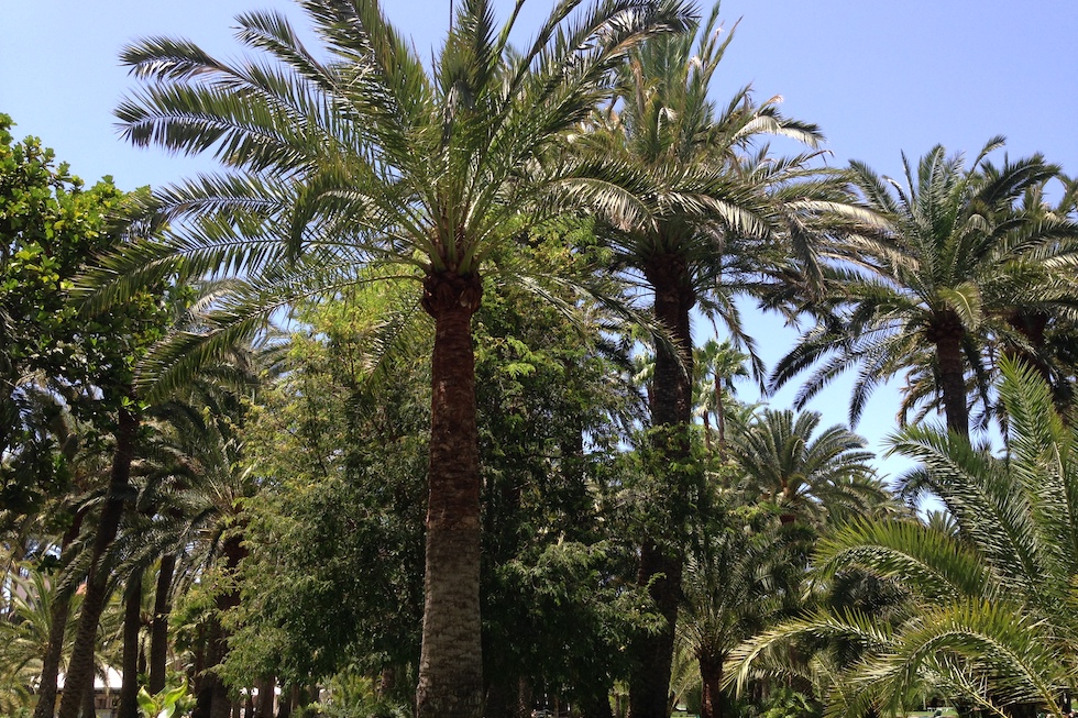 Palmeral del Oasis | MASPALOMAS AHORA