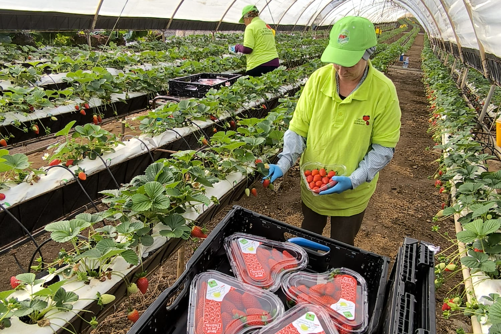 Los estuches especiales de las fresas durante el momento de preparación.