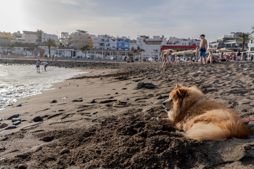 Un perro disfrutando de una tarde de playa en El Perchel | Maspalomas Ahora