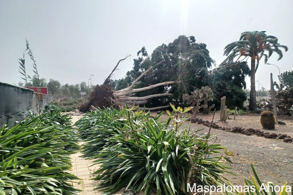 San Bartolomé de Tirajana se enfrenta a uno de los peores episodios de viento de los últimos años