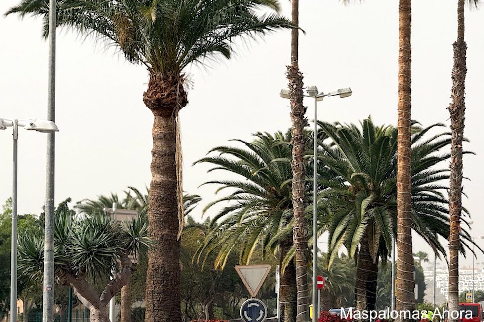 Calima abundante en Maspalomas | MASPALOMAS AHORA