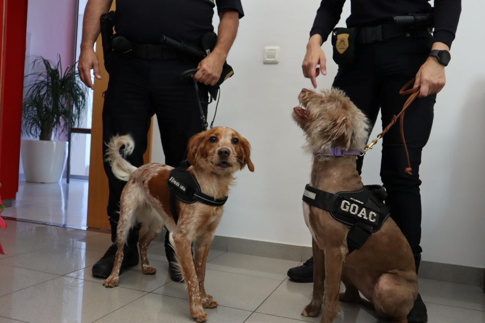 Agentes caninas Moka y Peka | Maspalomas Ahora
