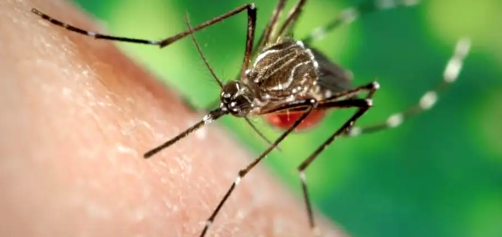 Centros para el Control y Prevención de Enfermedades (CDC), imagen en dominio público.