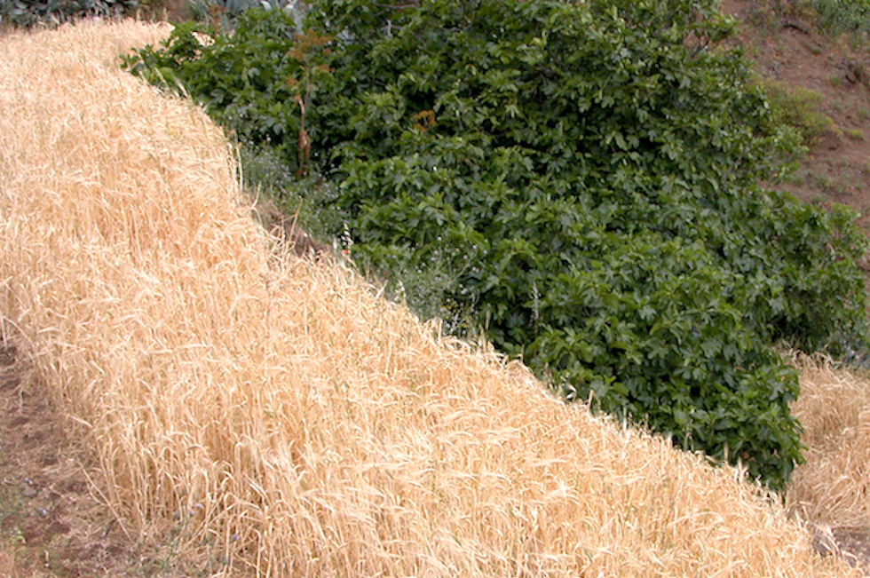 Cultivo de cereales. Imagen de archivo
