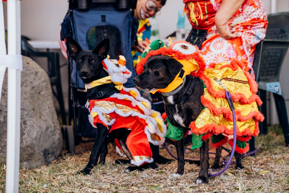 Carnaval Canino