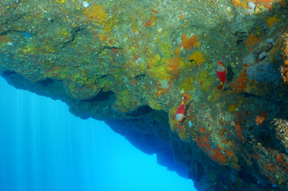 Un proyecto divulga la biodiversidad marina tras la erupción del Tajogaite