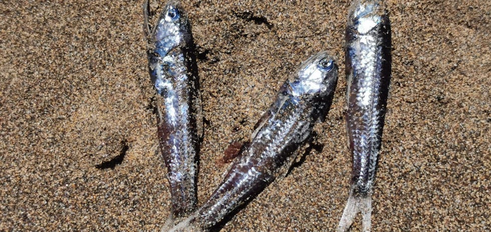 Peces muertos en la orilla de la playa del Inglés. MASPALOMAS AHORA