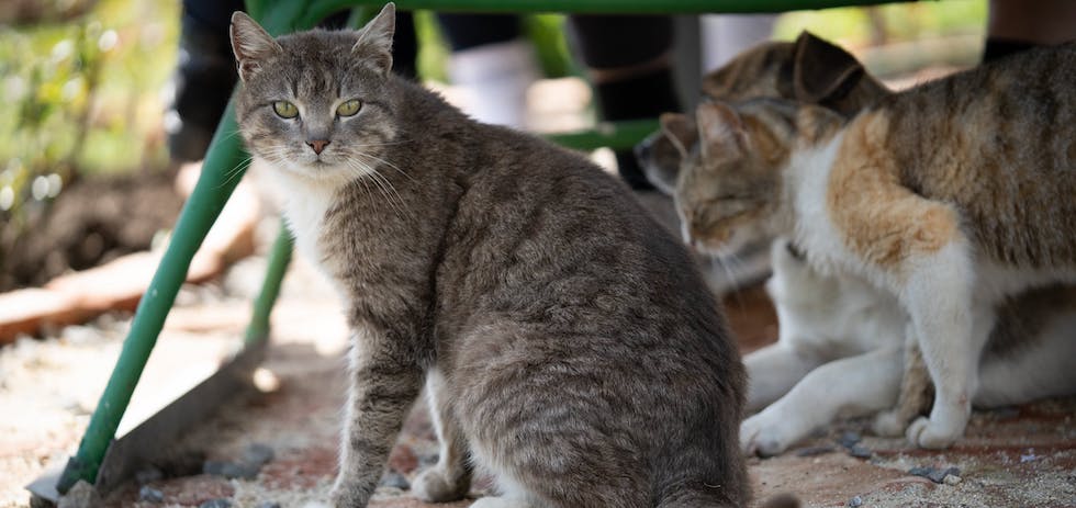 Gatos asilvestrados. Imagen ULPGC