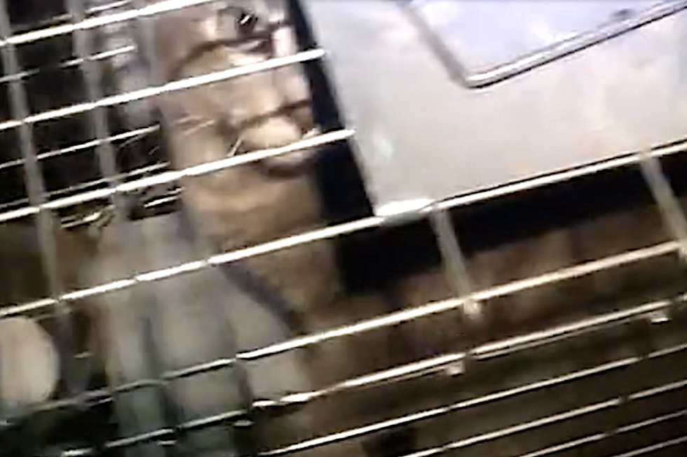 Gatos en jaulas. Imagen de archivo Gatos en jaulas. Imagen de archivo