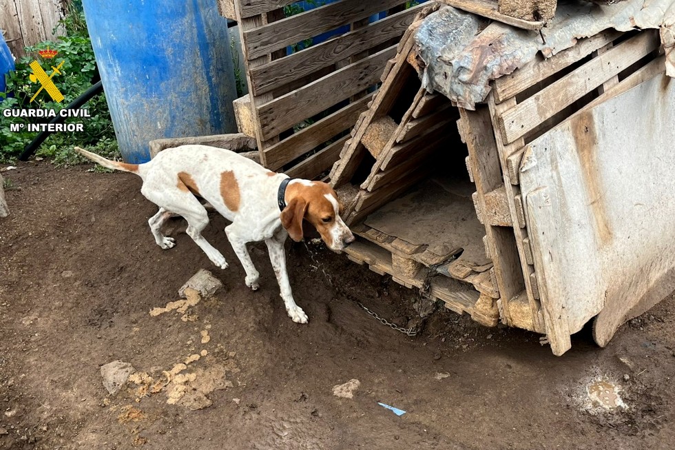 Perro en condiciones insalubres. Guardia Civil | Maspalomas Ahora