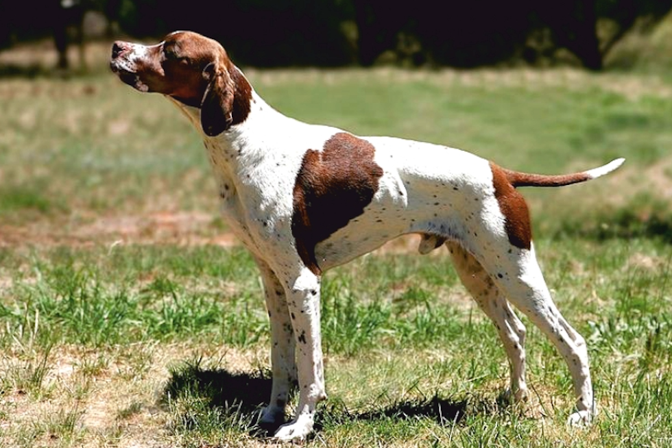 Encontrar un hogar para perros y gatos.