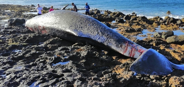 Ballena muerta aparecida en la costa de Arinaga