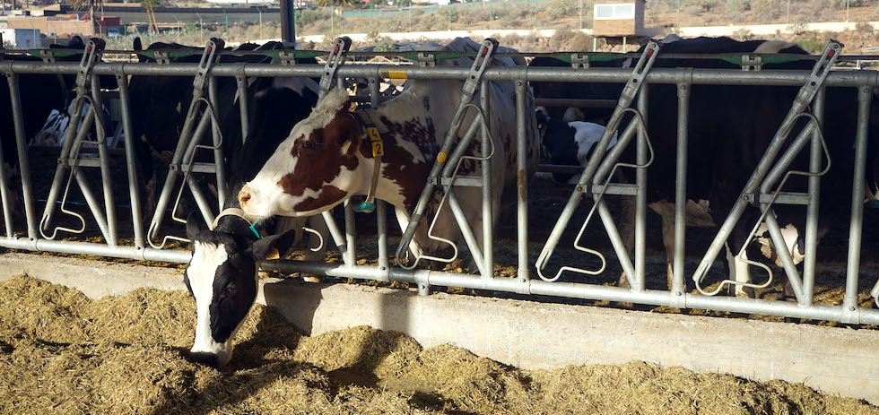 Ganadería. ACFI PRESS