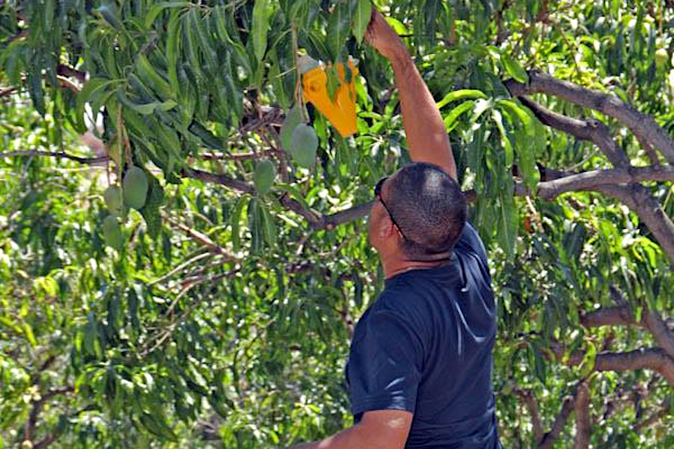 Colocaci&oacute;n de mosqueros