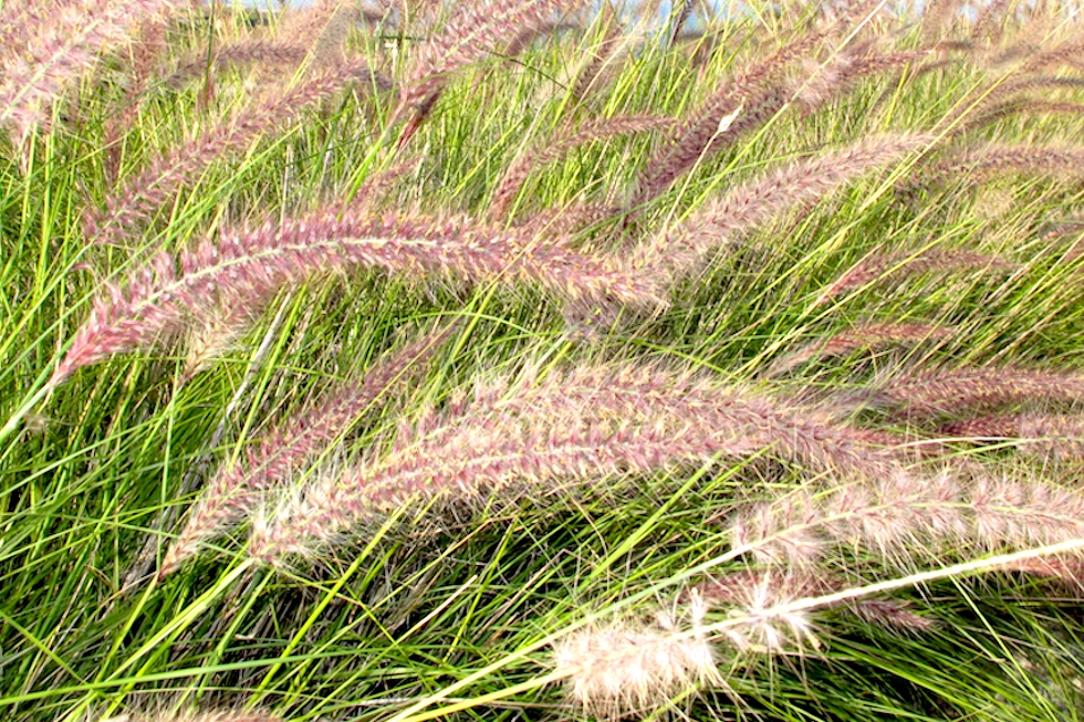Rabogato (Cenchrus setaceum)
