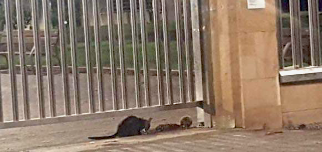 Ratas en el Parque Sur.