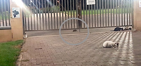 Ratas y gatos en los alrededores del Parque Sur.