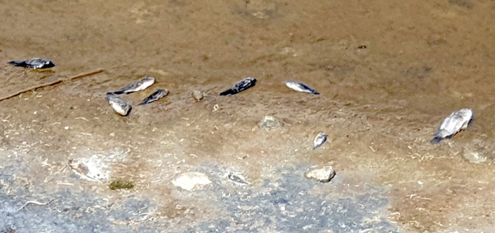 Imagen de archivo, peces muertos en la Charca de Maspalomas