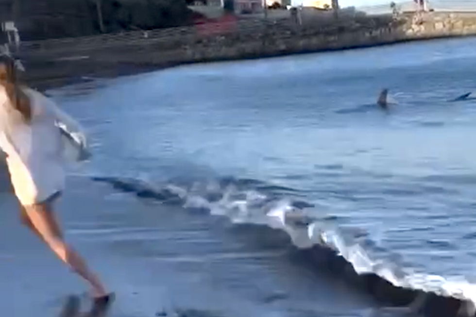 Tiburón en la Playa de Melenara. Maspalomas Ahora