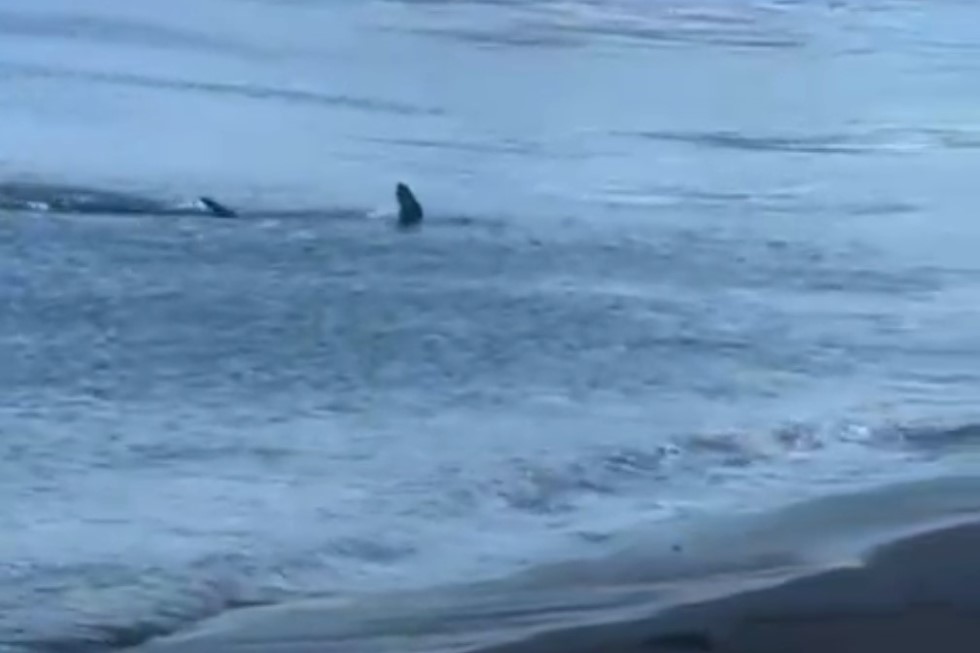 Tiburón avistado en la playa de Meloneras