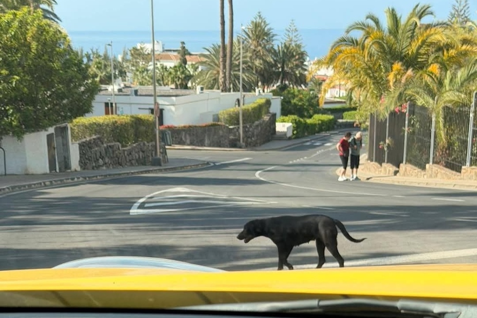 Perros que parecen encontrarse en situaci&oacute;n de abandono. Maspalomas Ahora