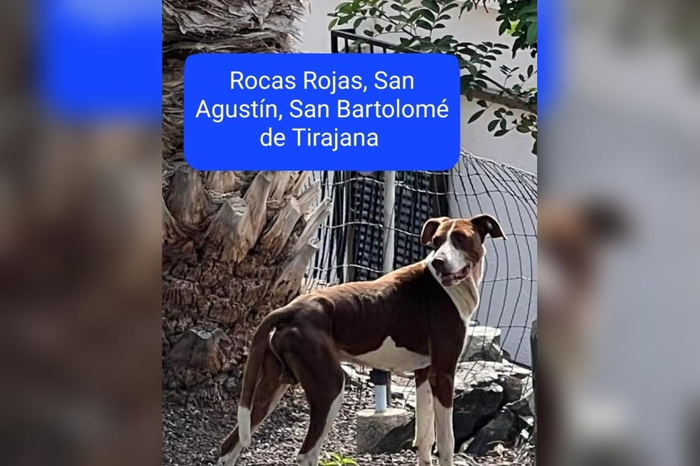 Uno de los perros se&ntilde;alados como responsable del ataque a la colonia felina | Maspalomas Ahora