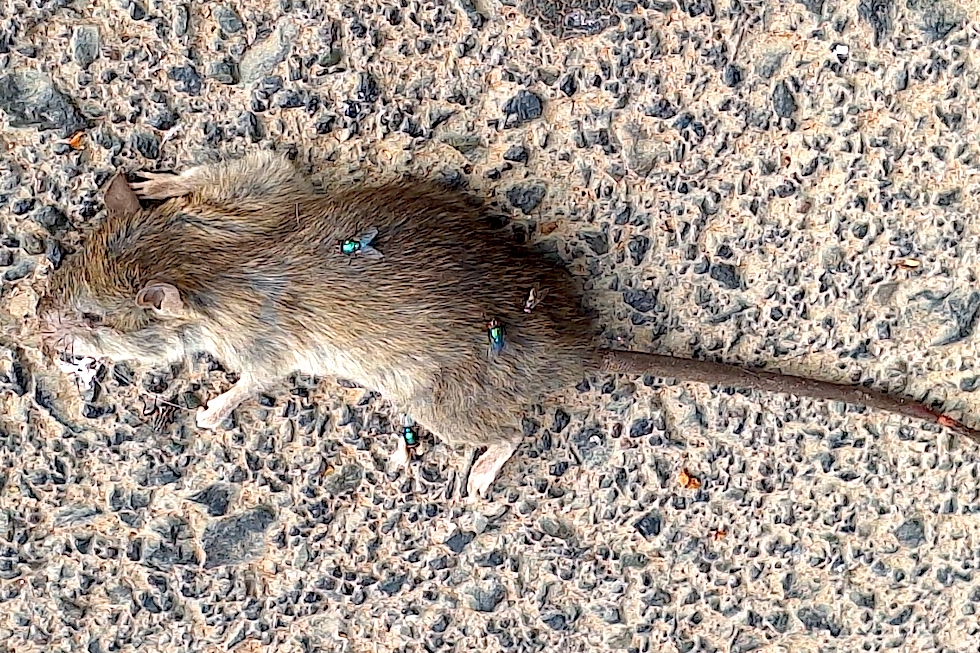 Una rata muerta con moscas verdes | MASPALOMAS AHORA