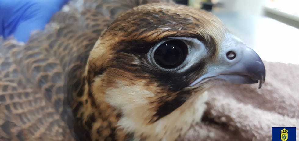 Ejemplar recuperado por el Cabildo