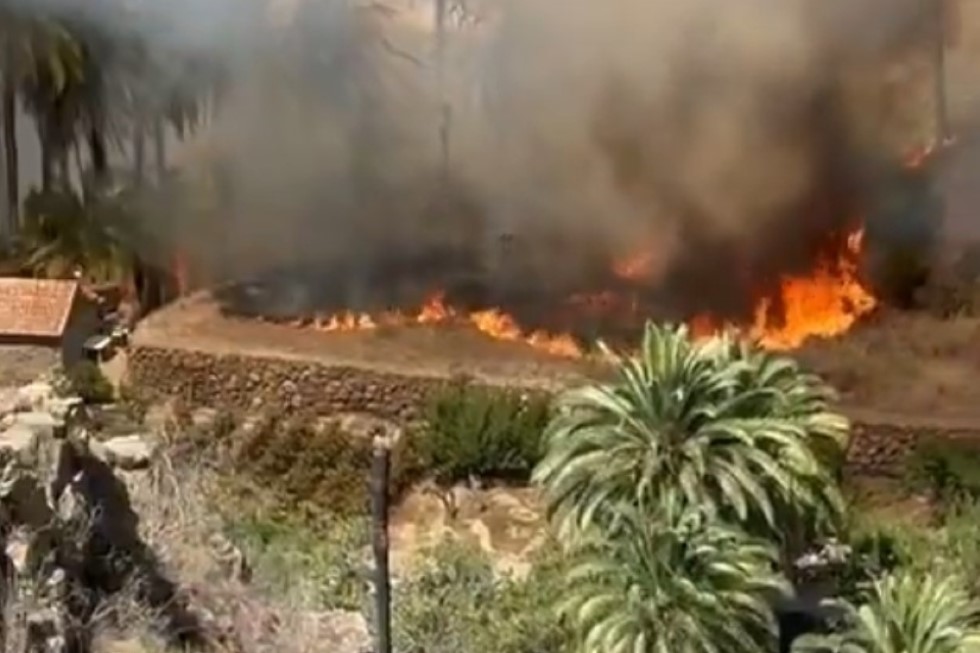 Incendio en el palmeral de Fataga