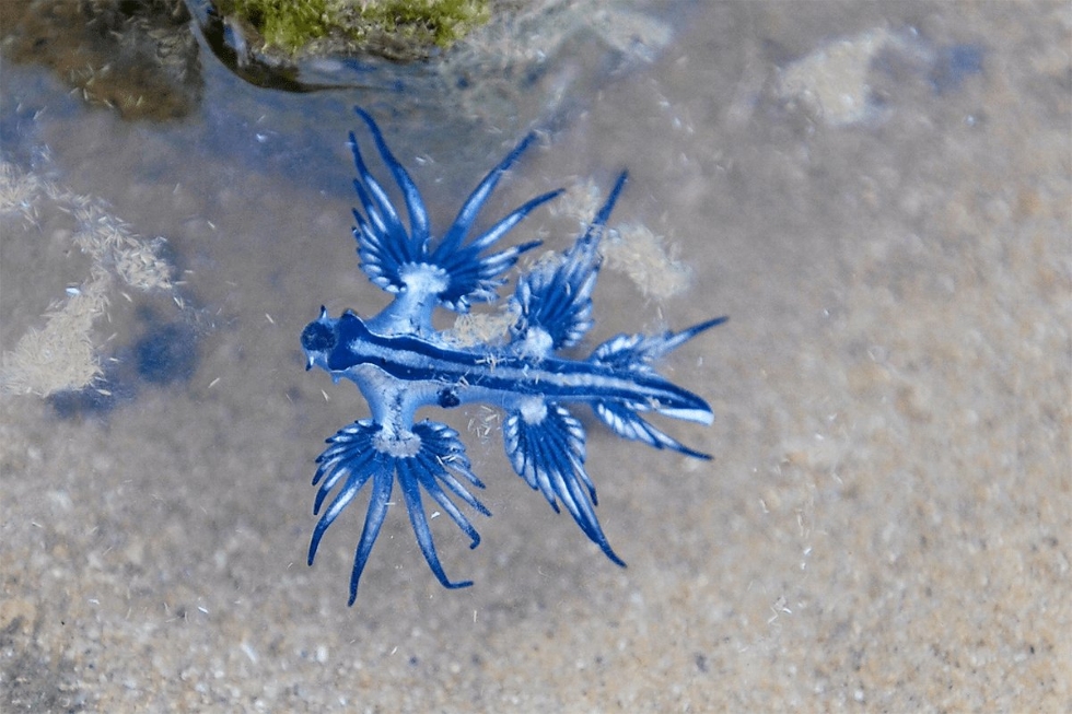 Dragón Azul