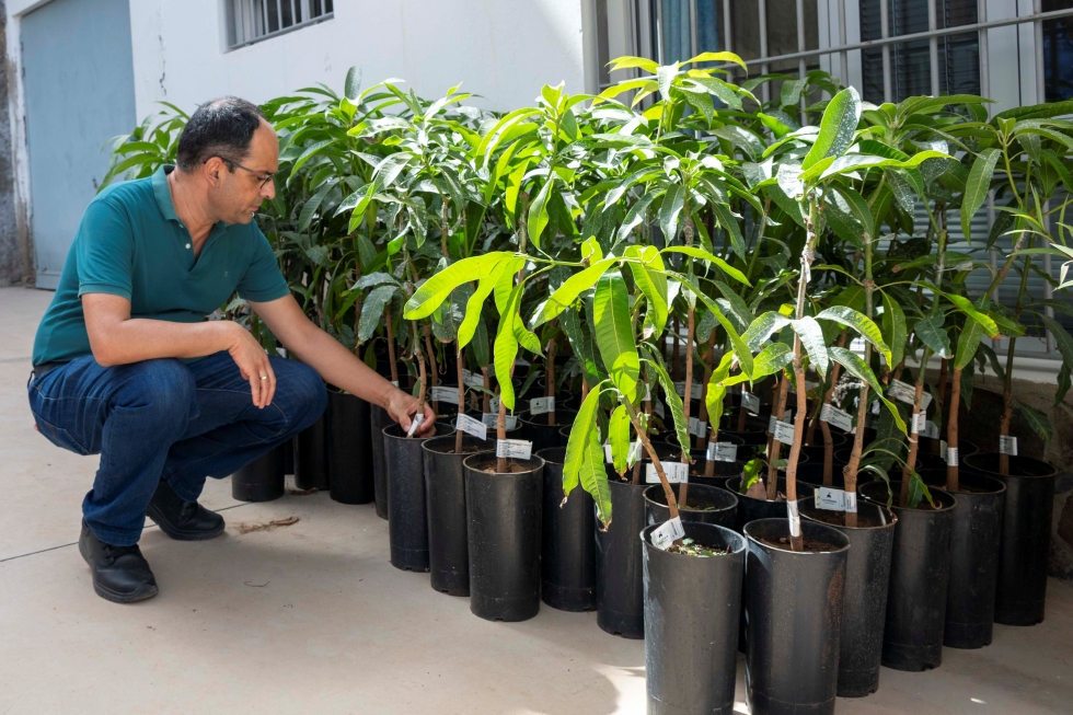 Ernesto Hernández con los plantones de mango Ataúlfo