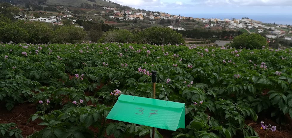 Trampa de feronomas para la polilla guatemalteca.