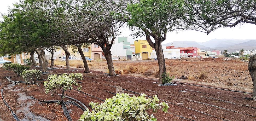 Vegetac&oacute;n Carlos V transplantada