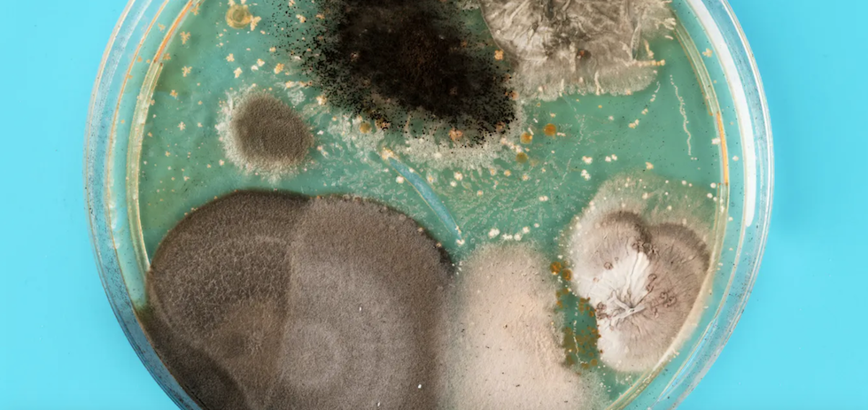 Placa de Petri con bacterias, levadura y moho. Shutterstock / luchschenF