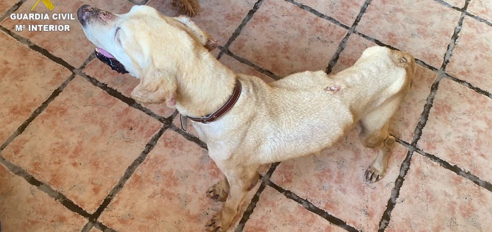 Maltrato animal