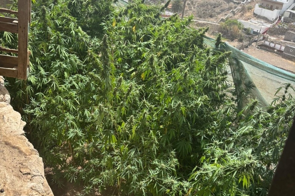 Plantación de cannabis en un inmueble de Telde