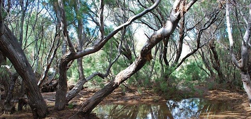 Humedal de La Marciega. AZAENEGUE NATURALISTAS
