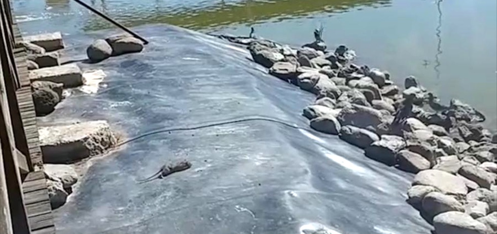 Roedores en el Parque Sur. Fuente: Redes Sociales.