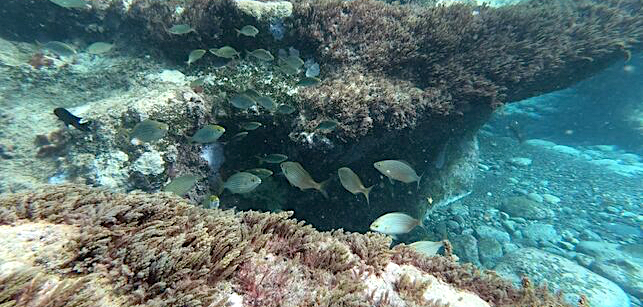 Biodiversidad en la playa de La Aldea. (Roc&iacute;o Ara&ntilde;a)